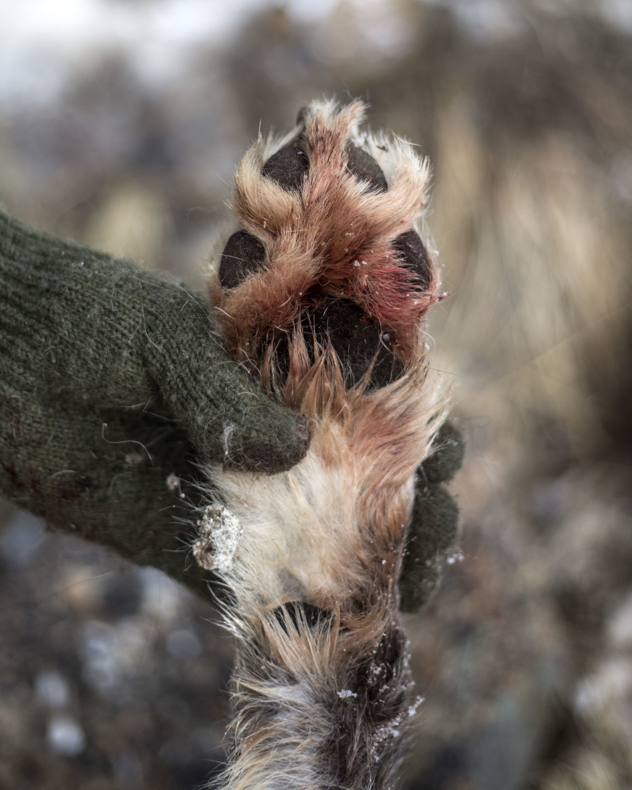 Wolves in the Gros Ventre